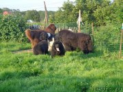 Превью фото № 186464