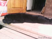 Превью фото № 186532