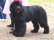 Превью фото № 186544