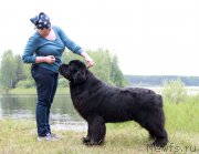 Превью фото № 186557