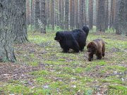 Превью фото № 186566