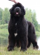 Превью фото № 186568