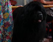 Превью фото № 186569