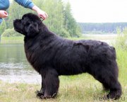 Превью фото № 186584