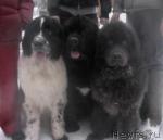 Превью фото № 1866