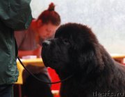 Превью фото № 186621