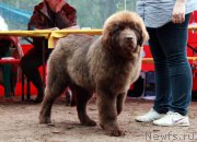 Превью фото № 186627