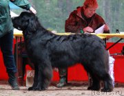 Превью фото № 186629