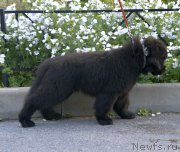 Превью фото № 186652