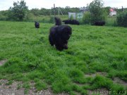 Превью фото № 186675