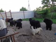 Превью фото № 186680