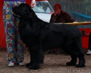 Превью фото № 186688