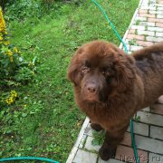 Превью фото № 186701