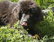 Превью фото № 186708