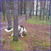 Превью фото № 186714