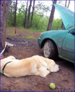 Превью фото № 186717