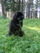 Превью фото № 186754