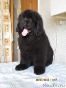 Превью фото № 186851