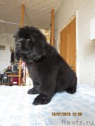 Превью фото № 186854