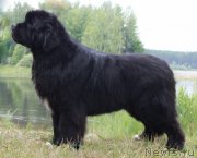 Превью фото № 186885