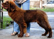 Превью фото № 186888