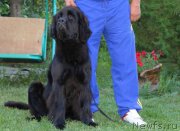 Превью фото № 187009