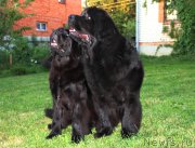 Превью фото № 187013