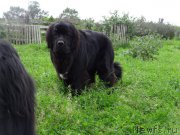 Превью фото № 187028