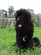 Превью фото № 187030