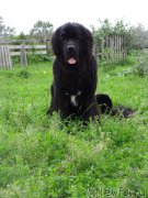 Превью фото № 187032