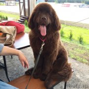 Превью фото № 187108