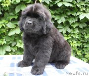 Превью фото № 187110