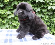 Превью фото № 187134