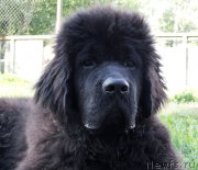 Превью фото № 187180