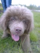 Превью фото № 187202