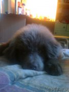 Превью фото № 187203