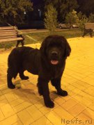 Превью фото № 187300