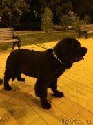 Превью фото № 187302