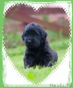 Превью фото № 187356