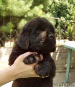 Превью фото № 187357