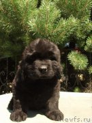 Превью фото № 187358