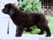 Превью фото № 187359