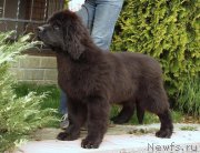 Превью фото № 187361