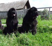 Превью фото № 187419