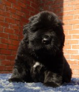 Превью фото № 187462