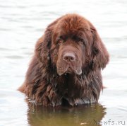 Превью фото № 187466