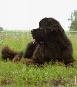 Превью фото № 187515