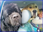 Превью фото № 187531