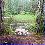 Превью фото № 187538