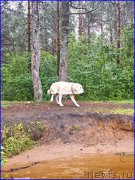 Превью фото № 187540